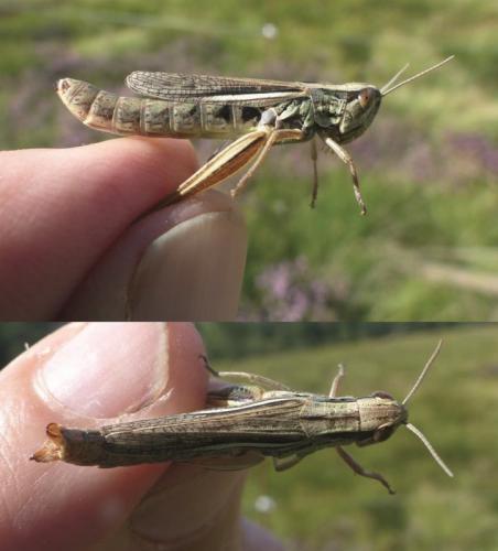 Euchorthippus declivus
